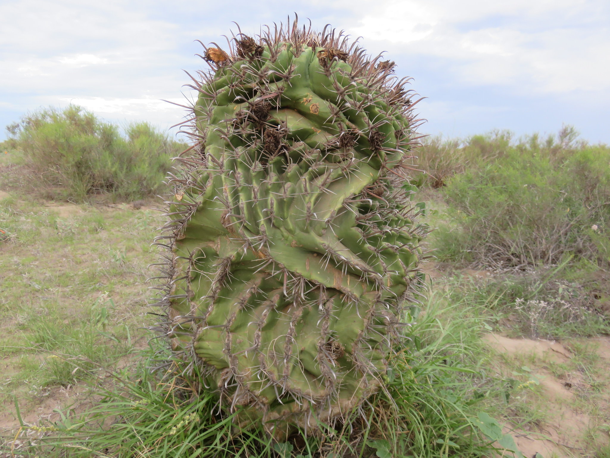 Ferocactus herrerae